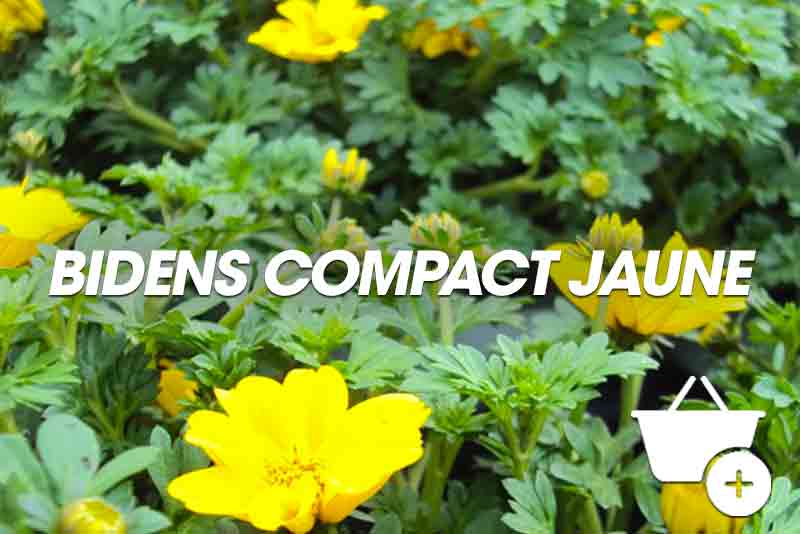 Bidens compact jaune retombant