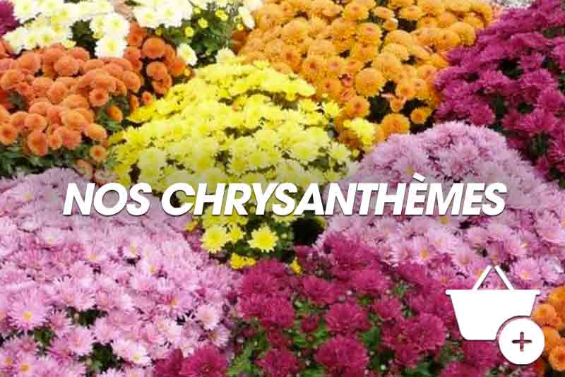 Nos plantes : chrysanthemes