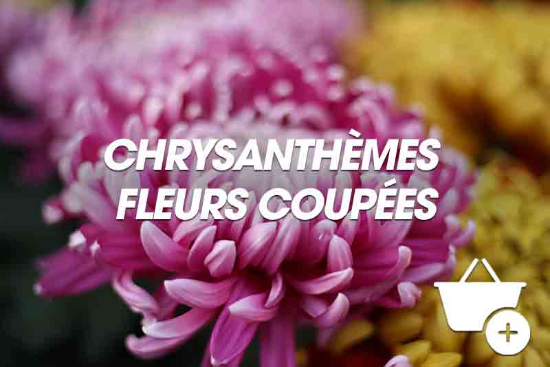 Chrysanthème fleur coupée