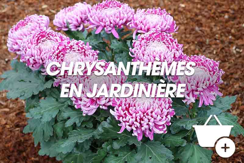 en jardinière