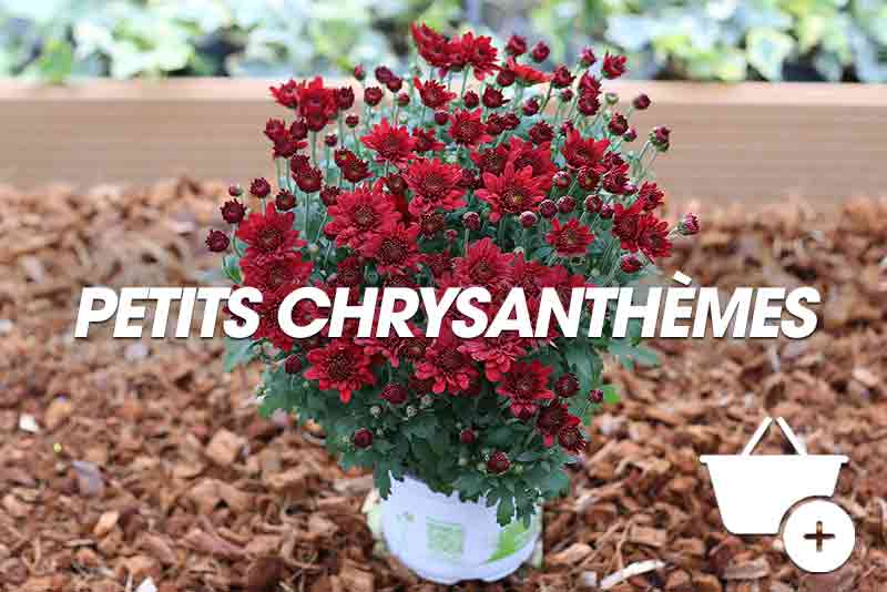 Petits chrysanthemes