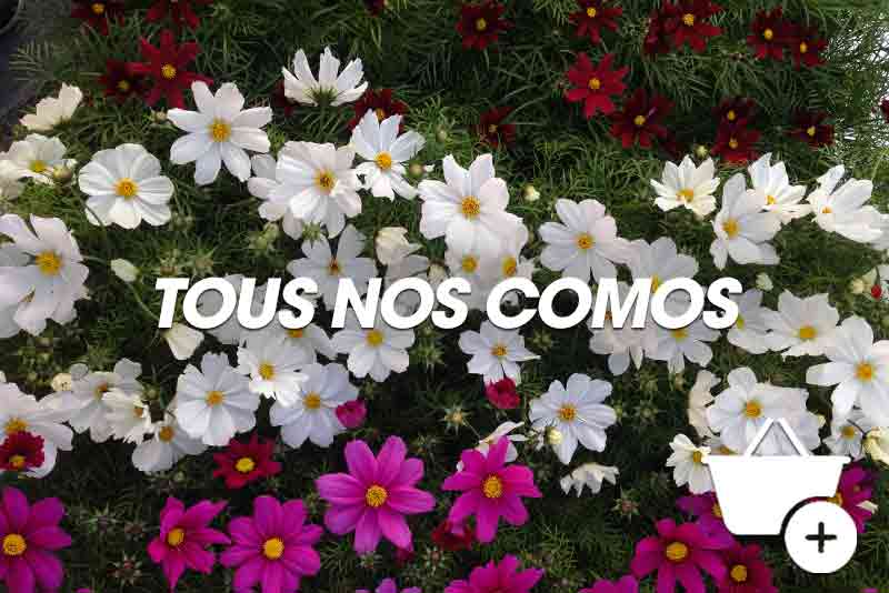 Acheter des Cosmos