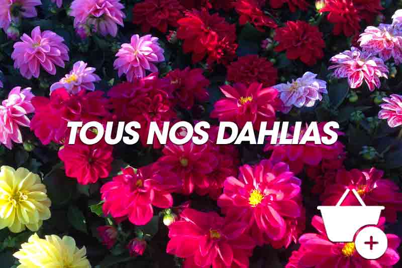 Voir nos dahlias