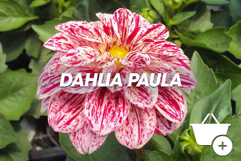 Dahlia Paula