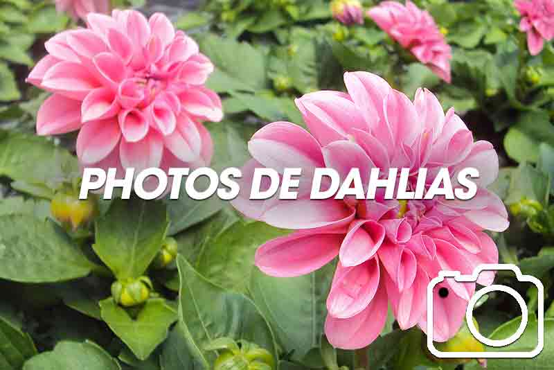 Photos de dahlias