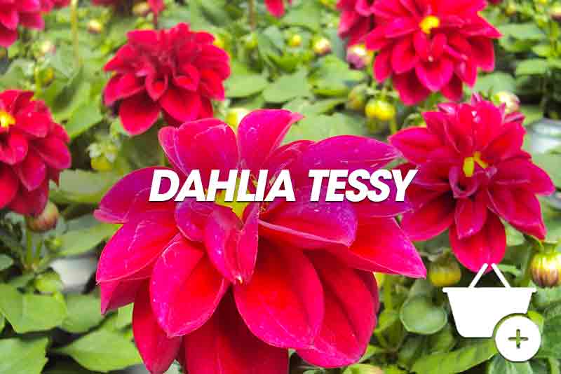 Dahlia Tessy