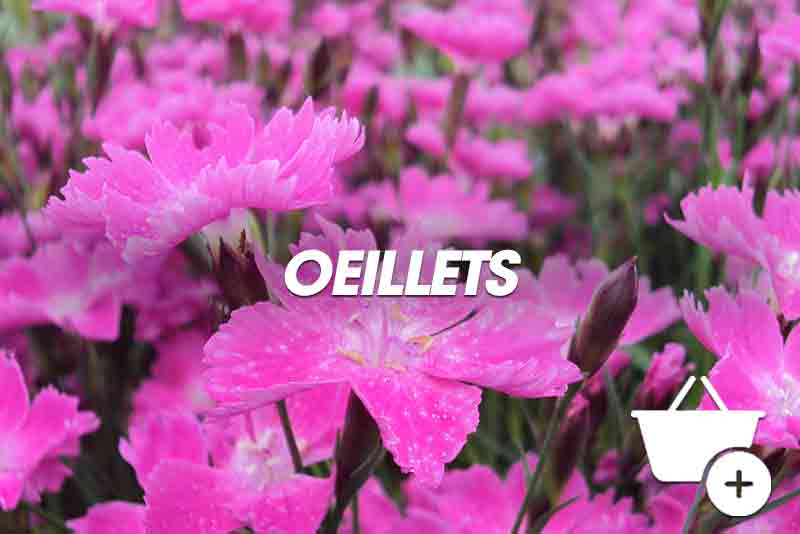 Oeillets Dianthus