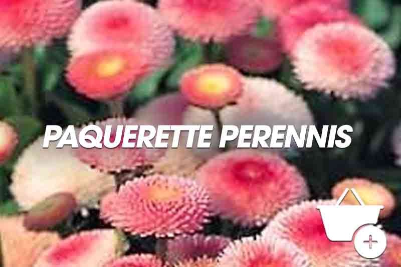 acheter Paquerette Perrenis rose