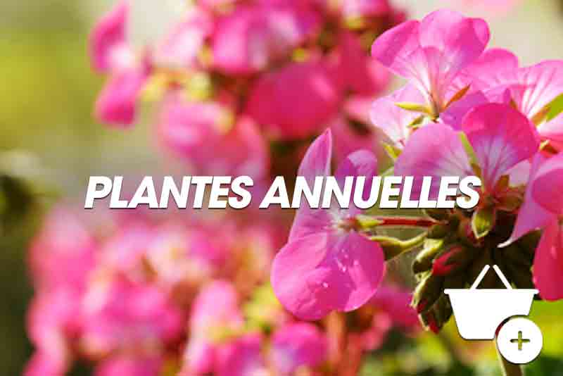 Plantes annuelles