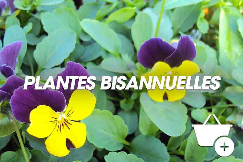 Nos plantes bisannuelles