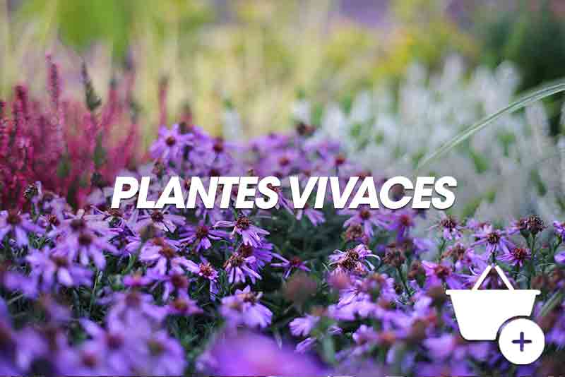Plantes vivaces