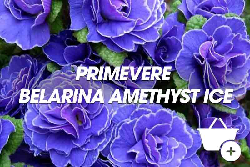 acheter Primevere Belarina Amethyst Ice