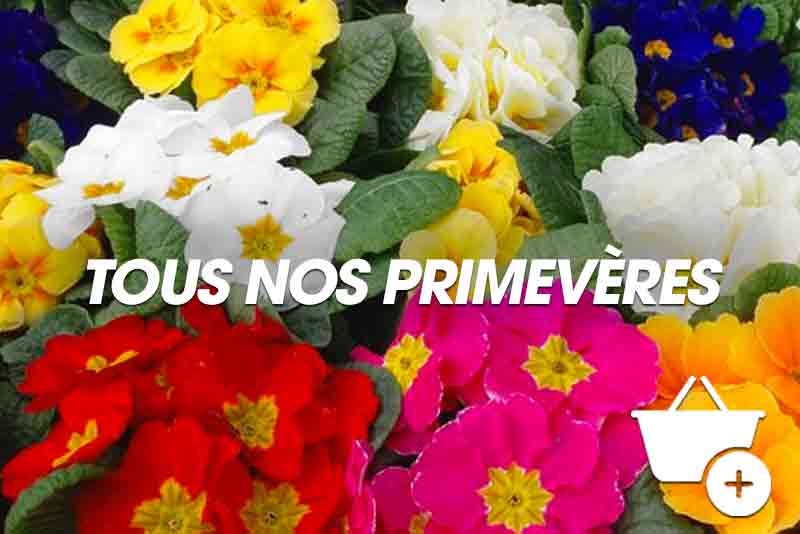Primevères