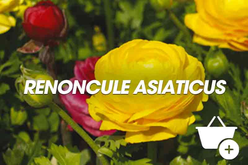 acheter Renoncule Asiaticus