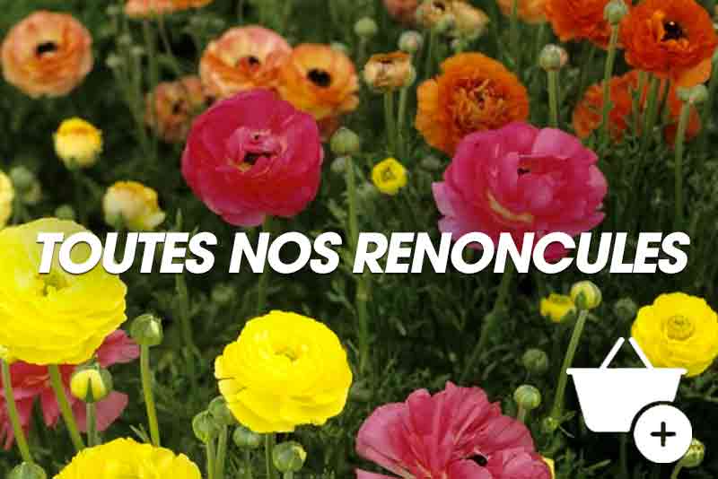 Nos plantes : Renoncules