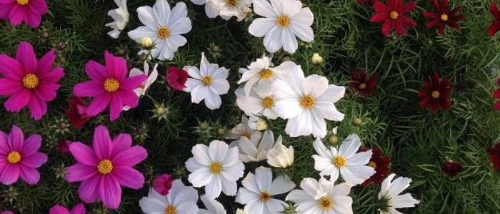 Acheter Cosmos Bipinnatus Casanova Violet et autres plantes sur Coclicoh