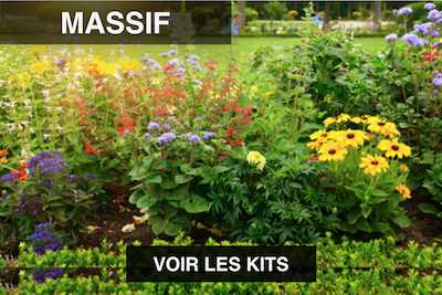 Massif de plantes