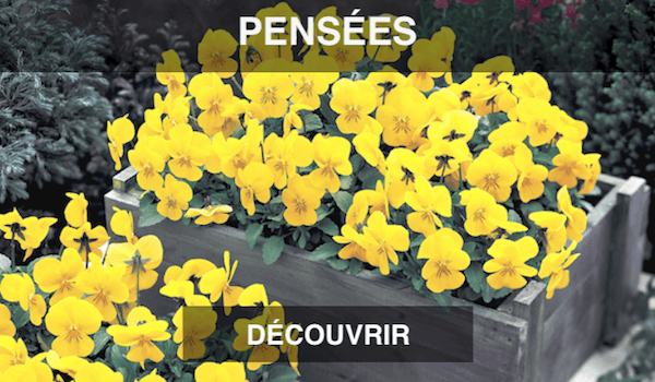 Jardinière de pensées viola