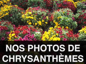 photos de chrysanthèmes