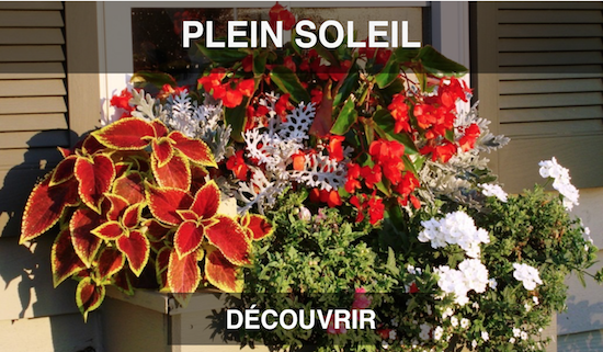 Jardinière plein soleil