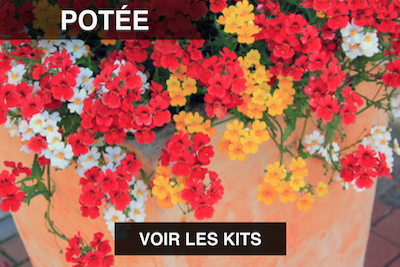 Potéee de plantes