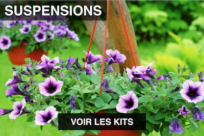 Massif de plantes