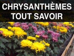 tout savoir sur les chrysanthèmes