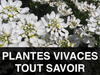 choisir Plantes vivaces