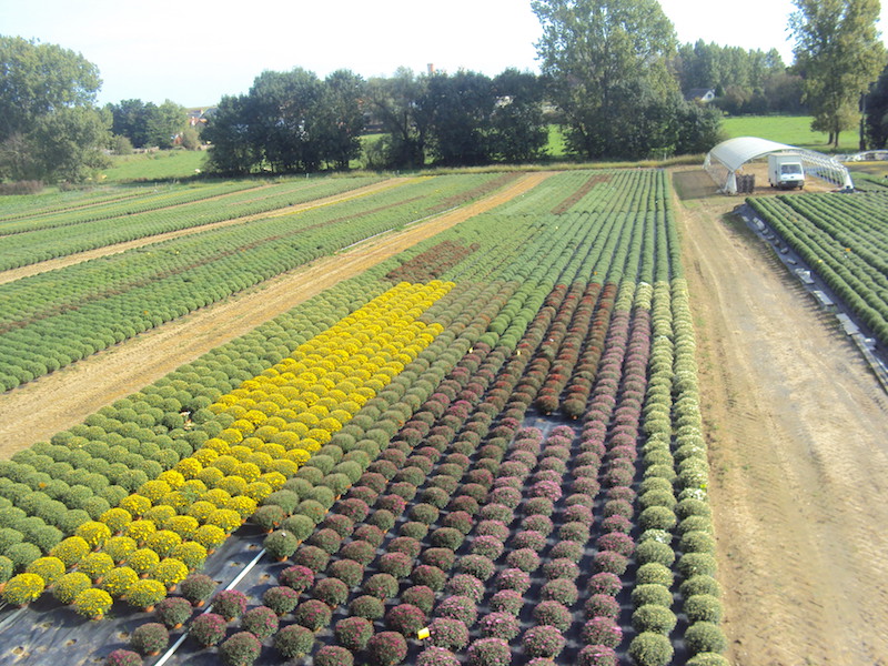 champs de chrysantheme