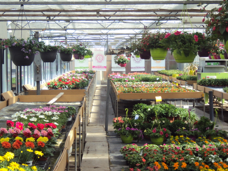 serres de vente de plantes